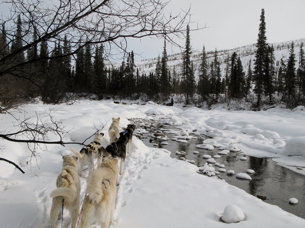 Dog sledding wilderness adventure