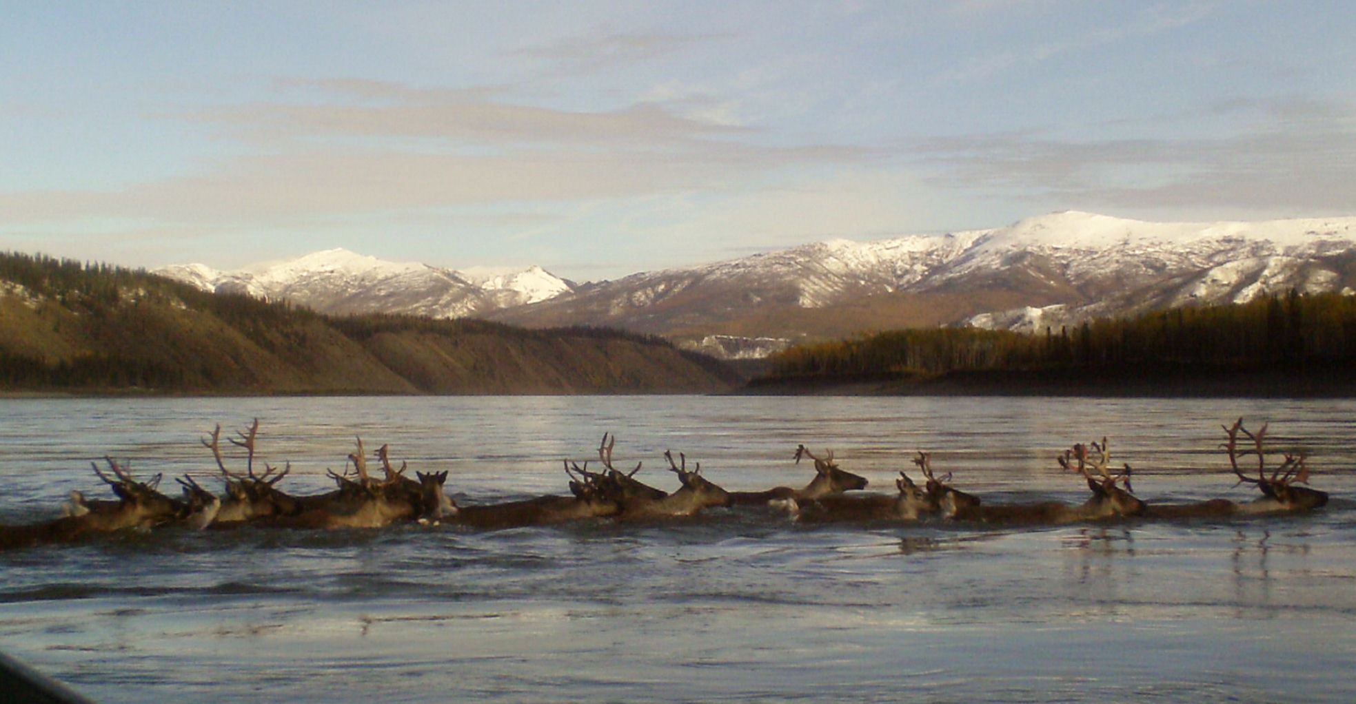 caribou swimming Yukon River, Eagle, Alaska