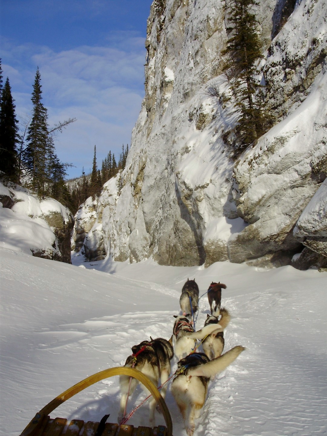 Dog sledge in the Alaska Yukon drainage