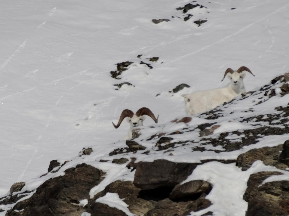 Dall Sheep on wilderness dog sled trip - tour