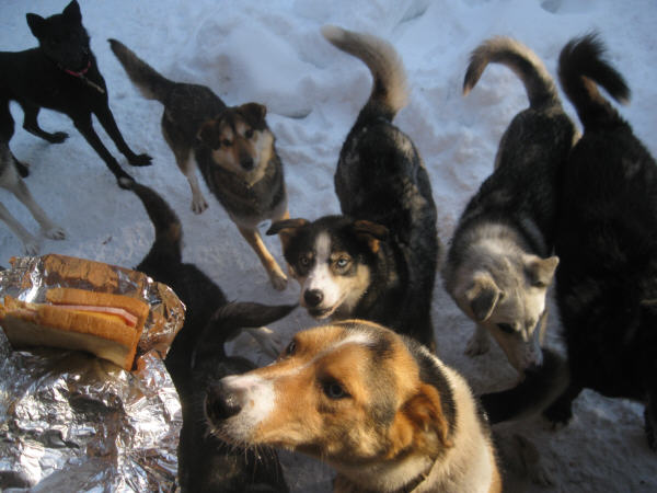 Friendly Alaska sled dogs - huskies