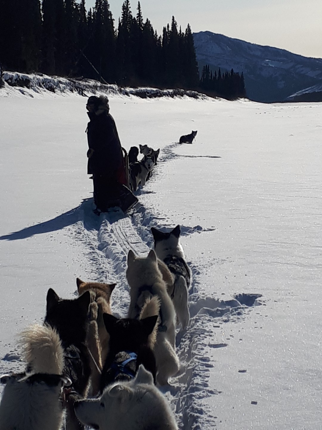 Dog sled Eagle, Alaska, Yukon