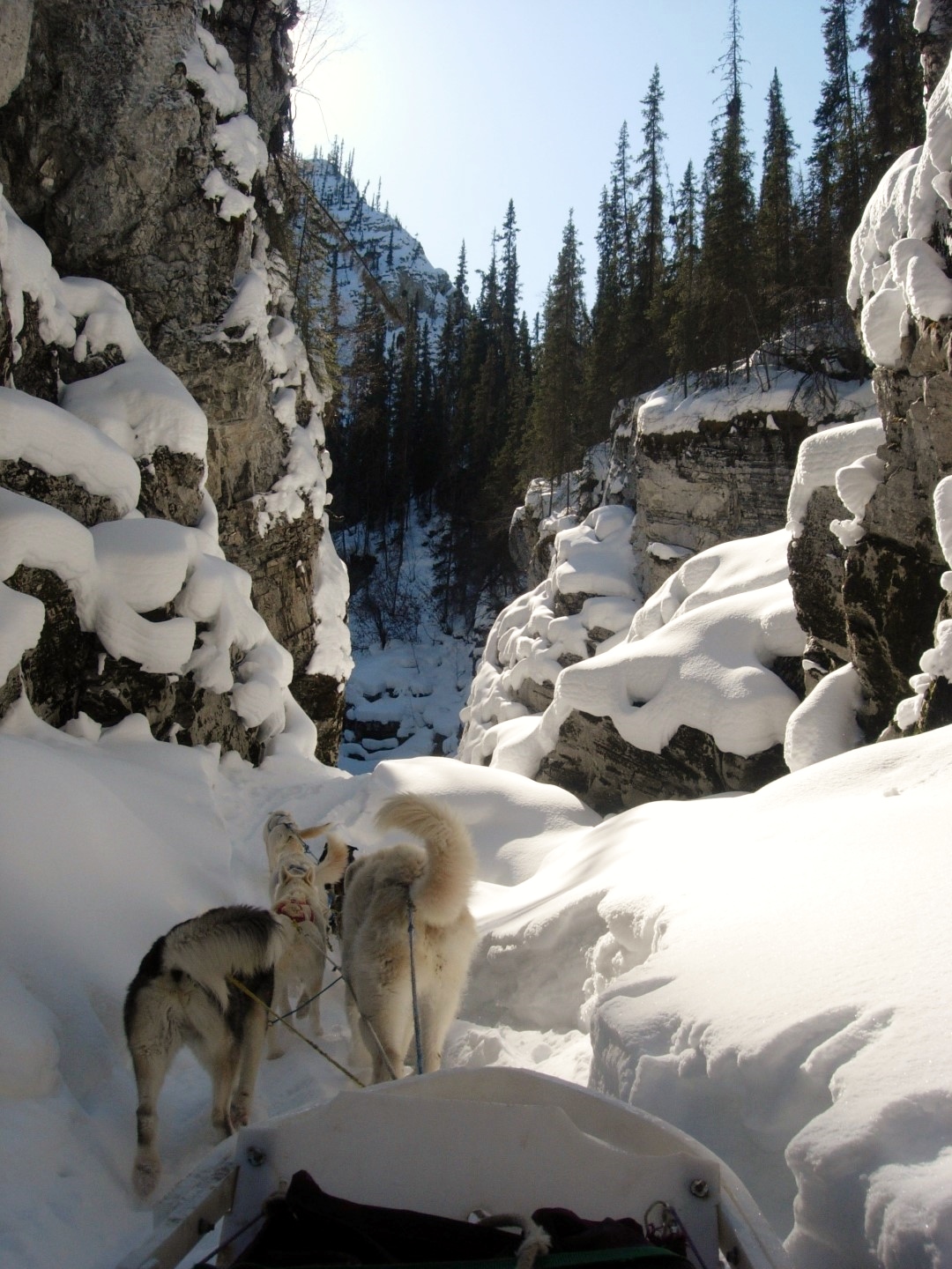 Dog Sledge National Park Service Yukon Charley Rivers Preserve