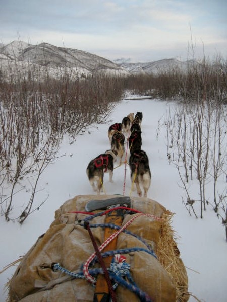 Dog mush Eagle, Alaska, Yukon River 