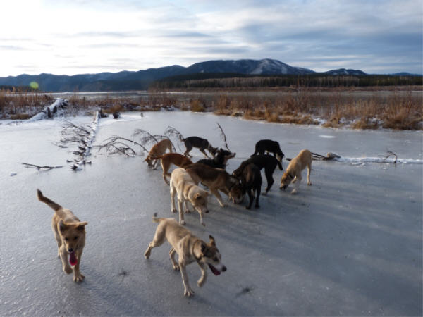 Sled Dogs Eagle, Alaska, Yukon River