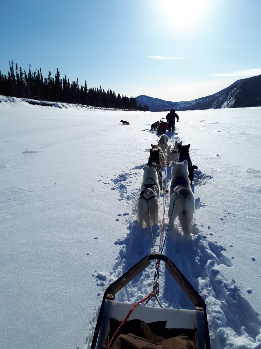 Dog Sledge trip wilderness adventure Alaska, Yukon River