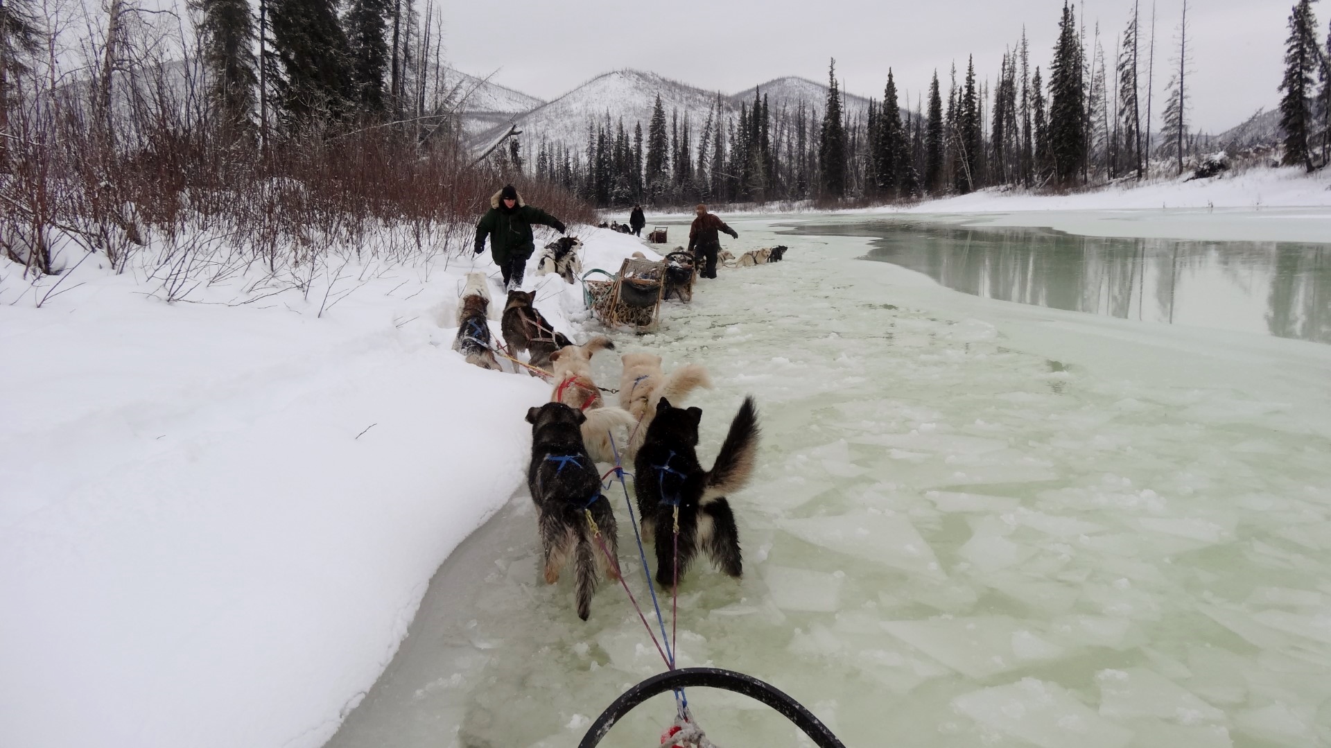 Extreme dog sled adventure Eagle, Alaska, Yukon River