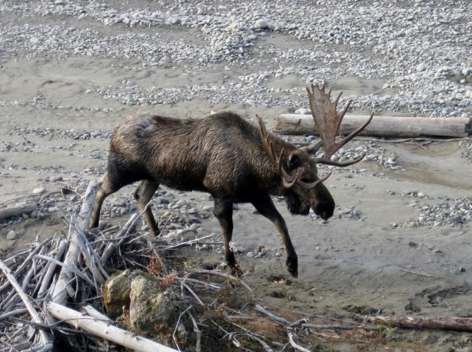 Moose on the Yukon River Beach, wilderness Alaska