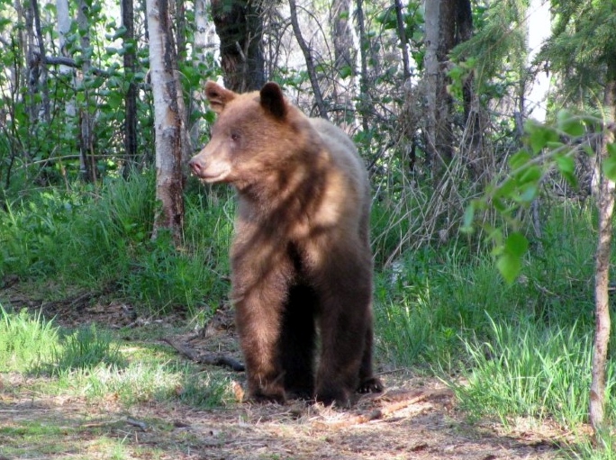 Cinnamon black bear near Eagle, Alaska, Yukon River 