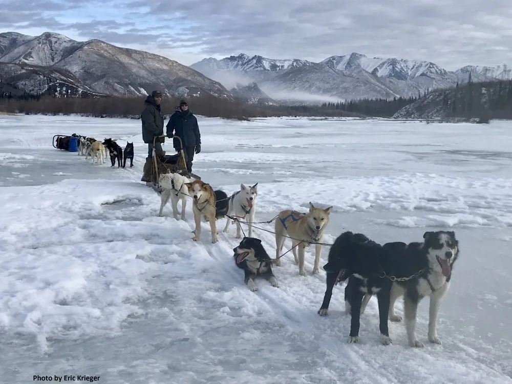 Dog-sled-alaska-yukon.jpg