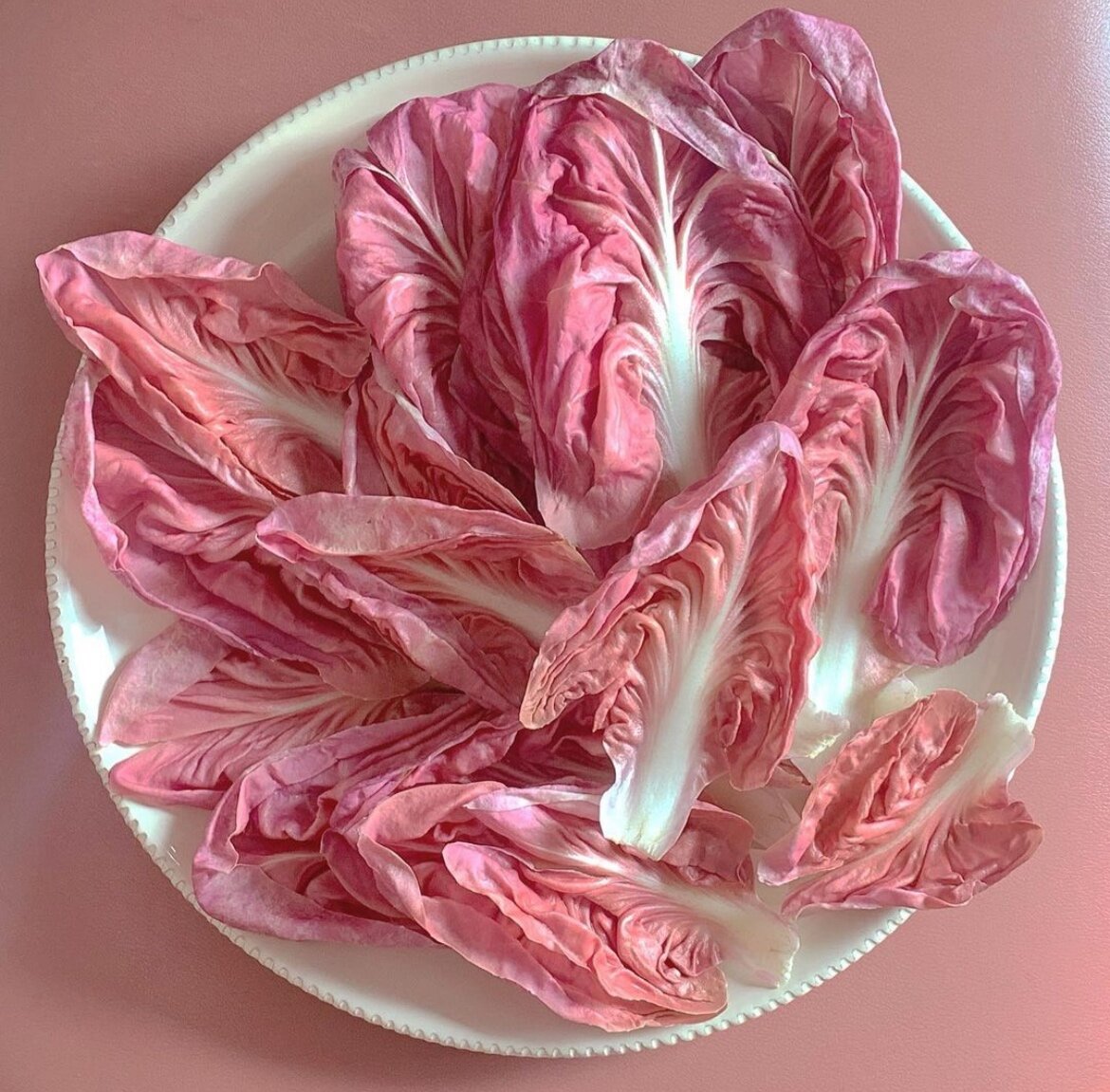  Radicchio La Rosa del Veneto 