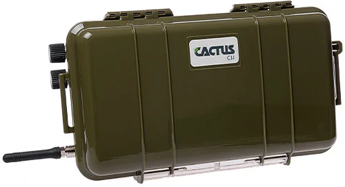 cactus-c1.jpg