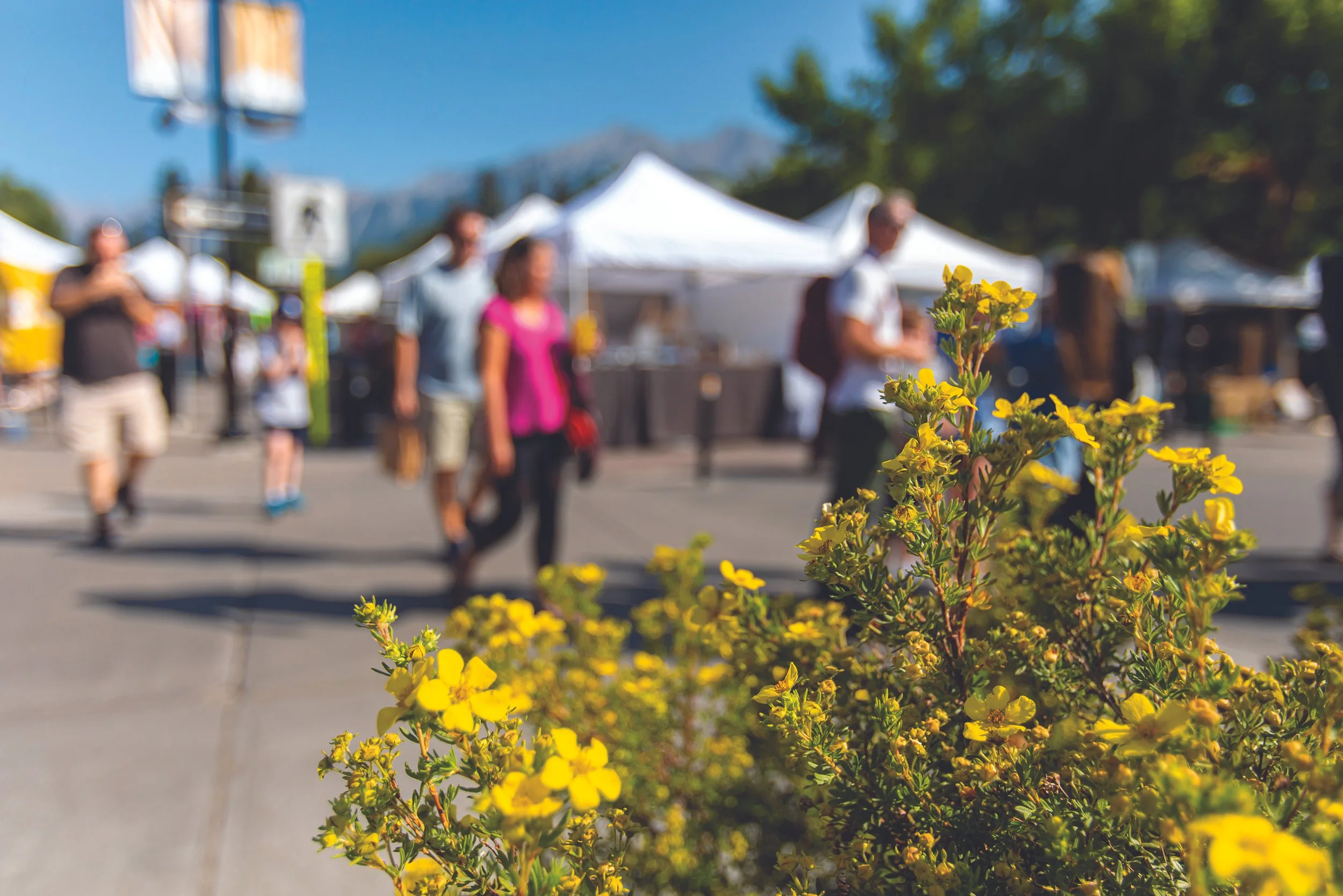 Mono County Sustainability Fair