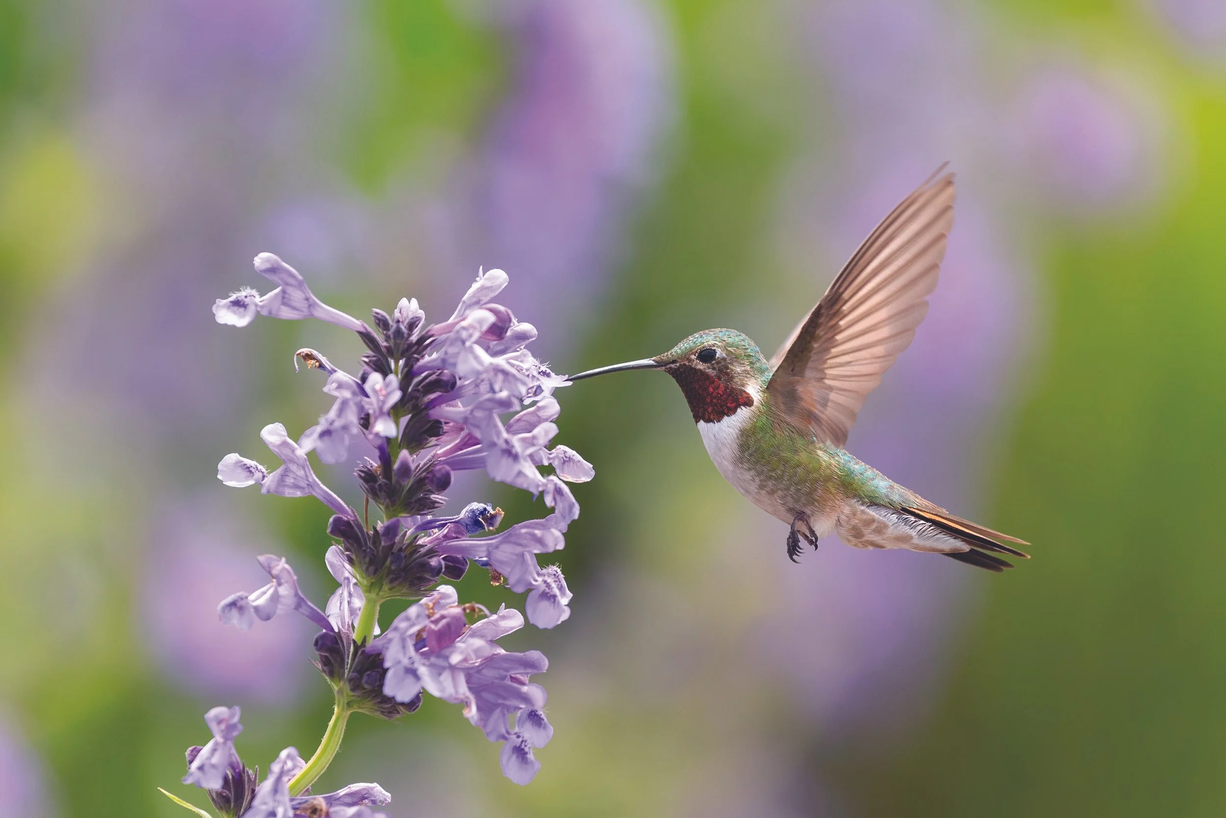 Pollinator Garden Workshop with the Eastern Sierra Land Trust