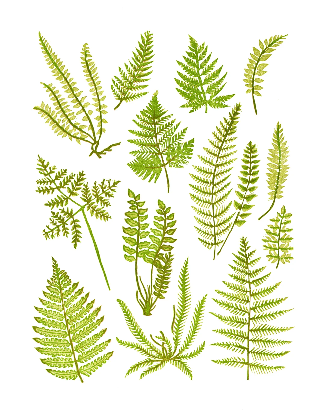 Ferns-web.jpg