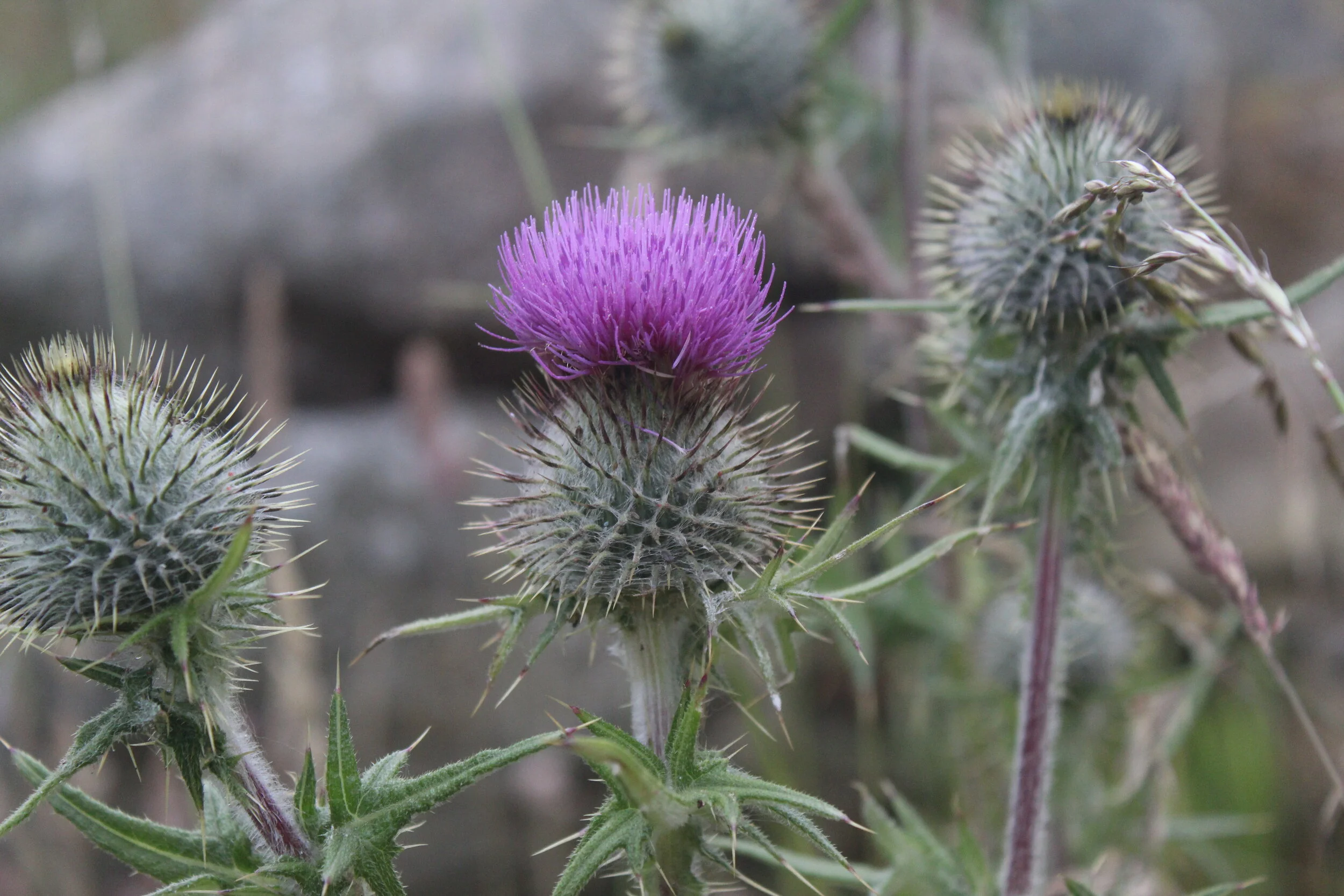 Image 29 Scottish Thistles.JPG