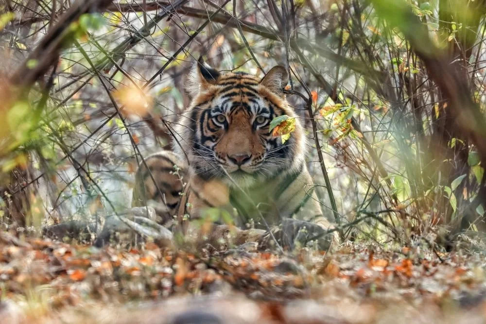 Tiger unsplash 1000px.jpg