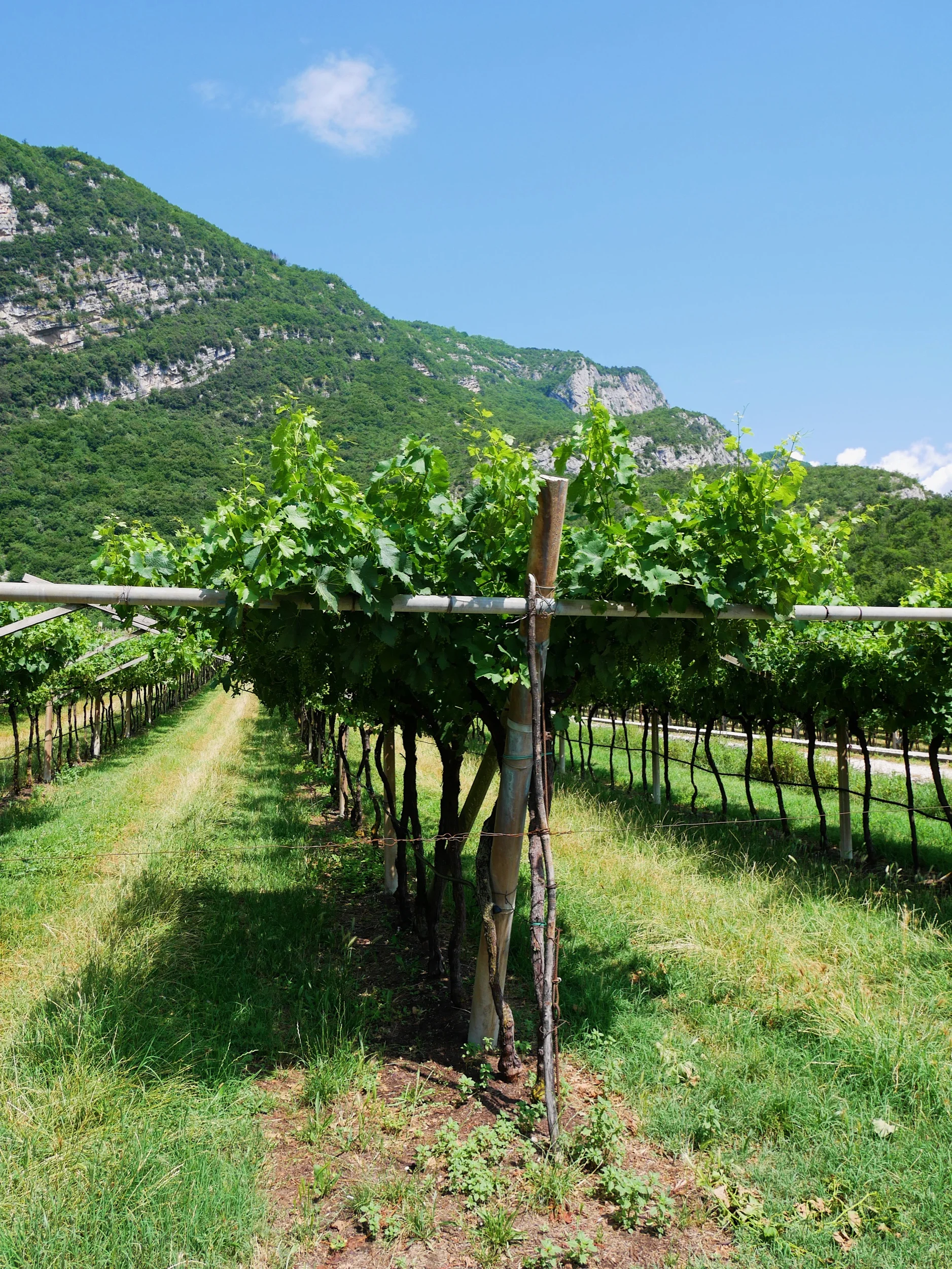 I vinrankornas rike!