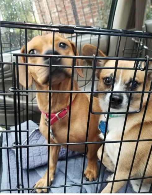 small dogs front seat .jpg