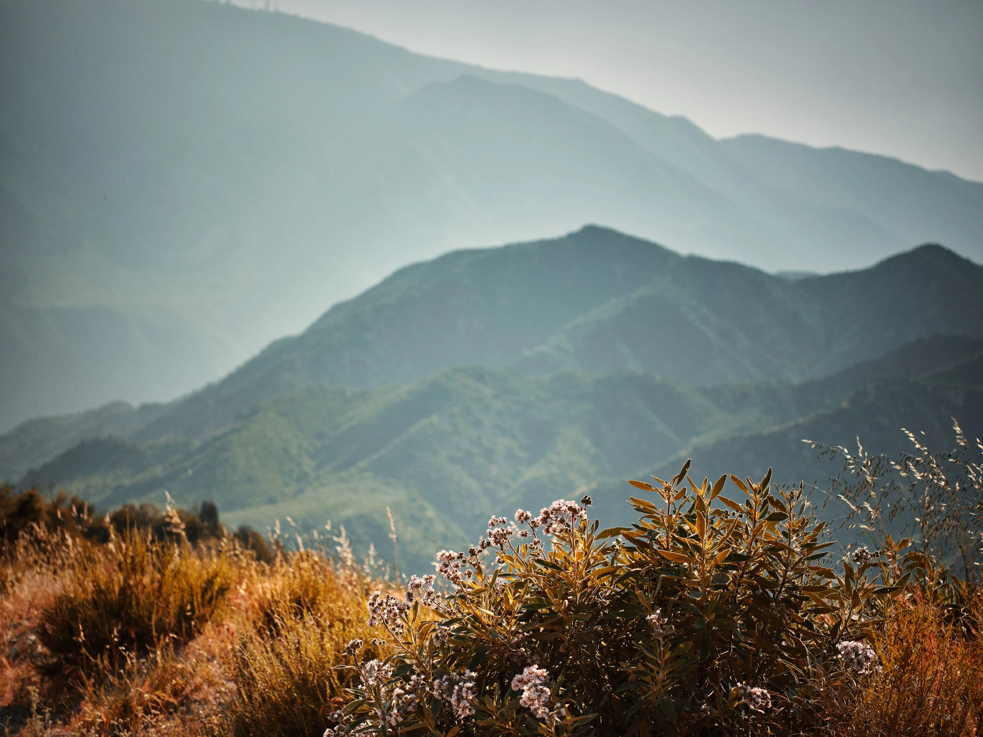 FM1296_DSF6268_F1_RGB.jpg