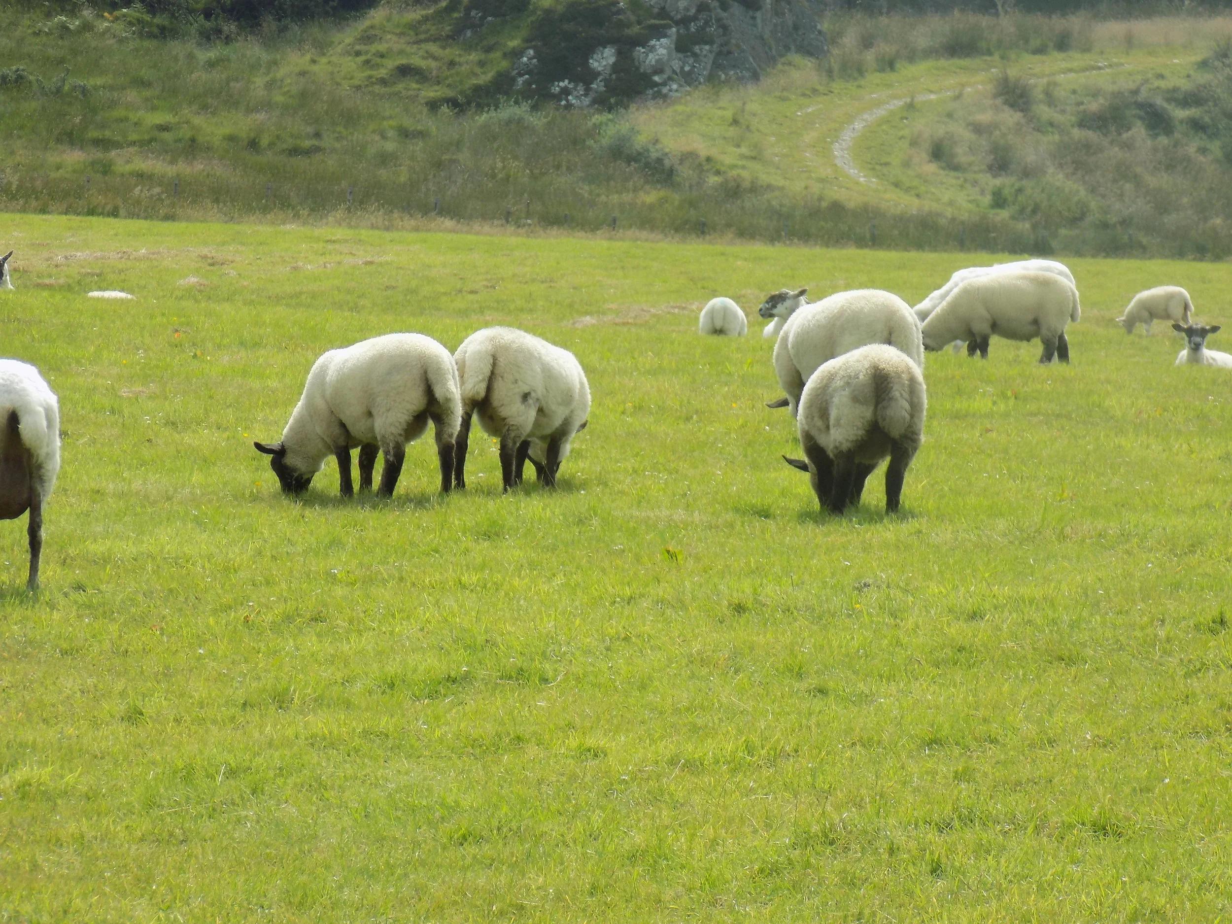 Scottish Wool on the Hoof