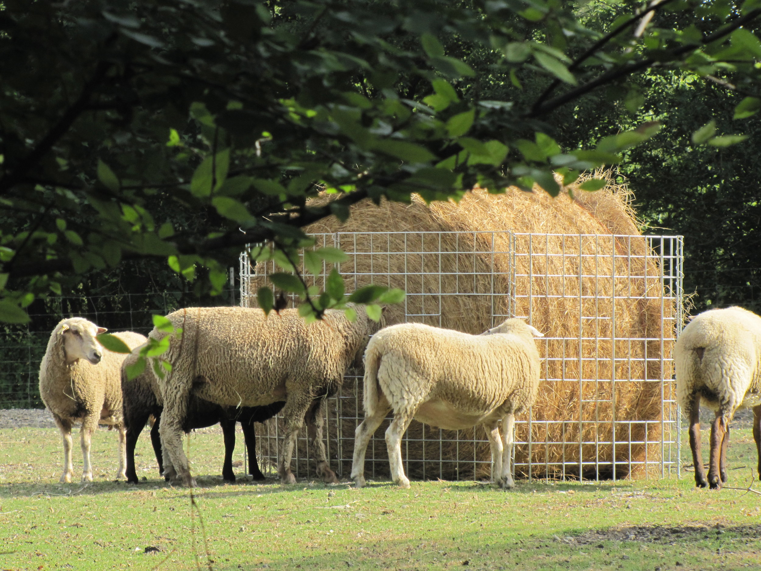 Once Upon a Time, I Was a Farmer