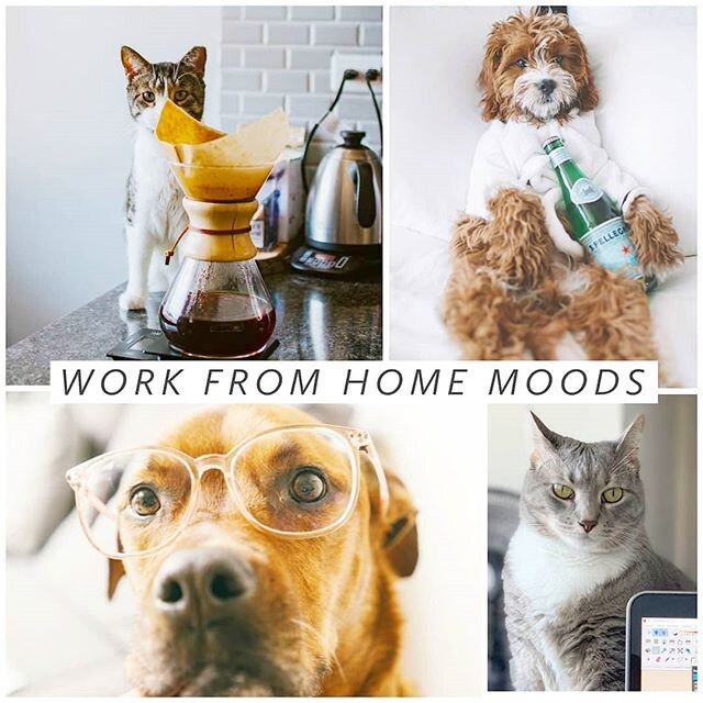 Am I right? 😺 🐕 ☕ 👓 💻 #wfh #ᴡᴏʀᴋᴅᴀʏs .
.
.
.
.
#workfromhome #homelife #workdays #wfhlife #mondayvibes #cuteanimals #coffeeislife #coffeedays #coffeemeetings #zoommeetings #catlife #coffeelover #cutedogs #crazycatlady