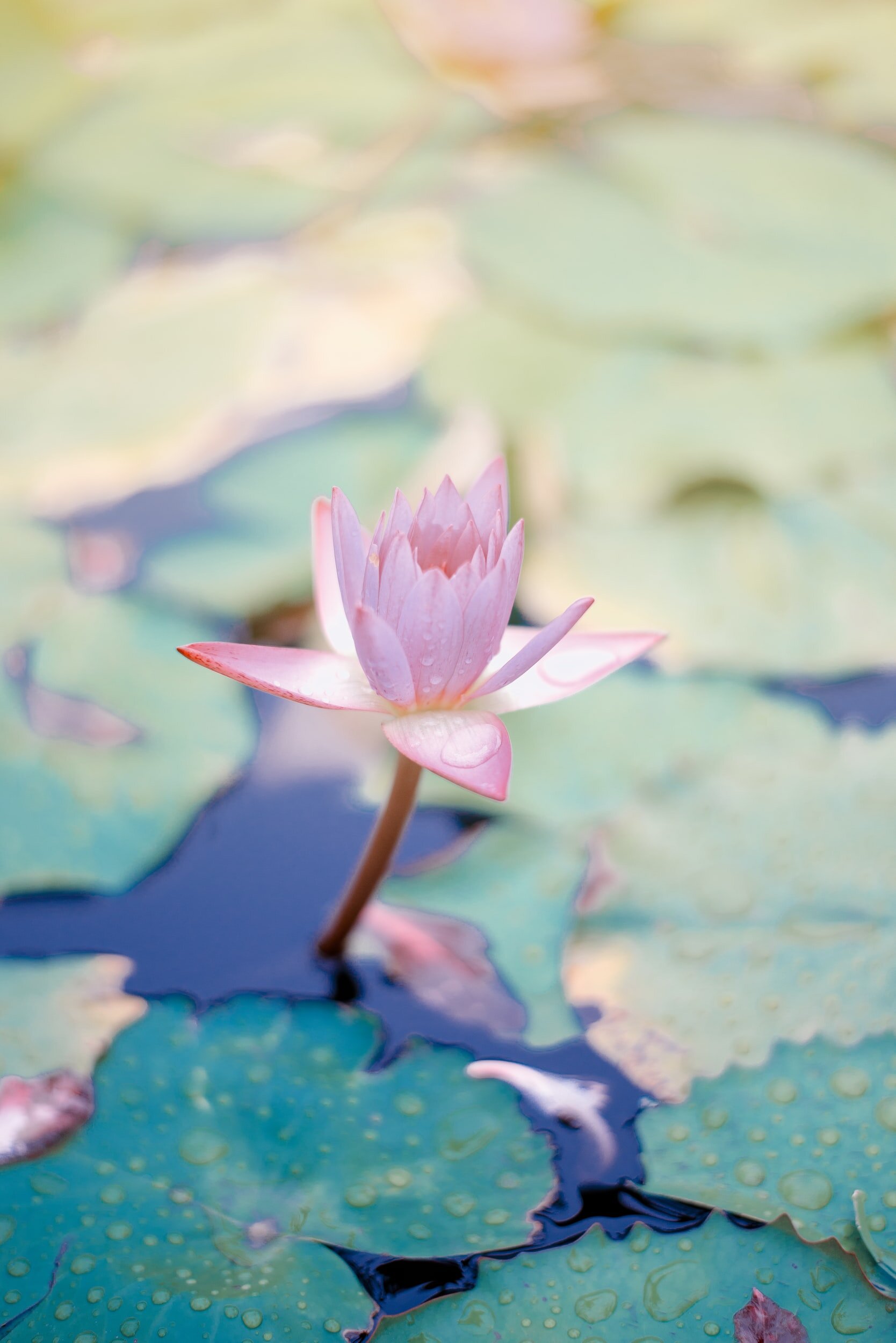 Online Workshop: Sensing Gratitude to Create a More Joyful Life