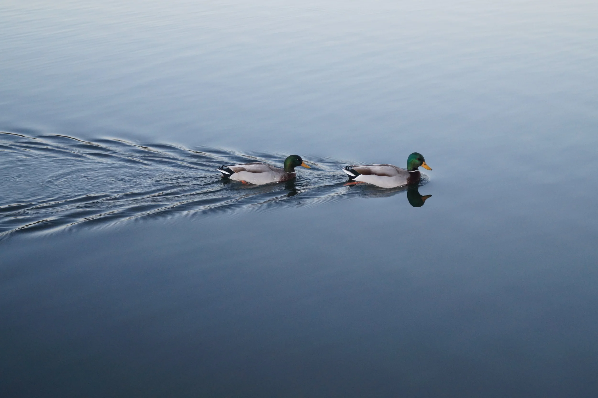 What to look for in an Advisor & Why it matters