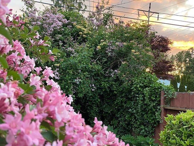 More spring colors from the back yard !  #nofilter #iphone11pro 
Will be the first time in 4 years we don&rsquo;t do the annual bbq jam party.  I&rsquo;ll miss it and you all but definitely enjoying keeping everything looking good back there.  It&rsq