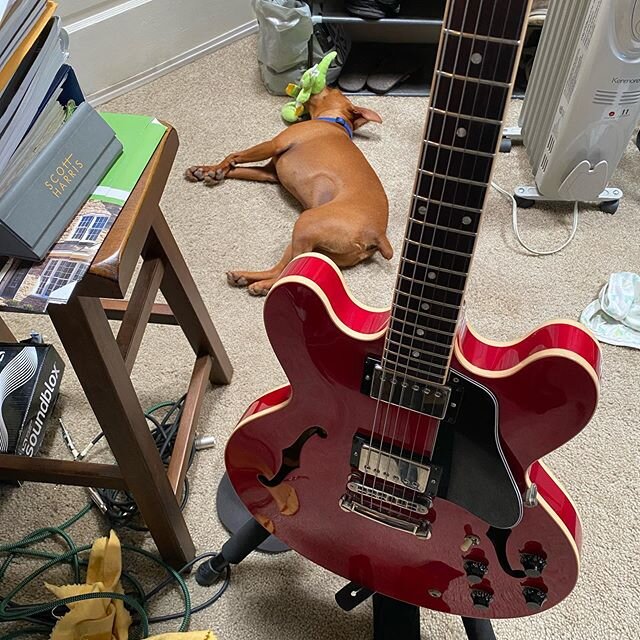 Dog nook?? Gibson335 jazz trance?Buddy loves his dog toys, even when he naps! #minpinstagram #gibson335