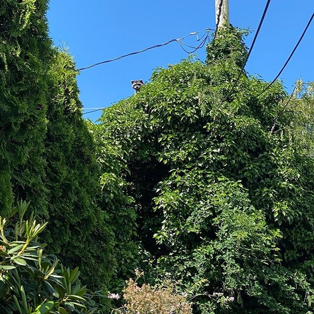 Visitors for Katie&rsquo;s Bday!  2 raccoons up in the trees. 🧐🤭 Now we know what our dog buddy has been barking at for the past month or so! #raccoons #sunnyland
