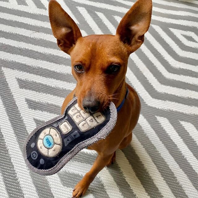 Sometimes it&rsquo;s a stay inside, tv kind of day.....Buddy stole the remote again!
#minpinstagram #barkbox