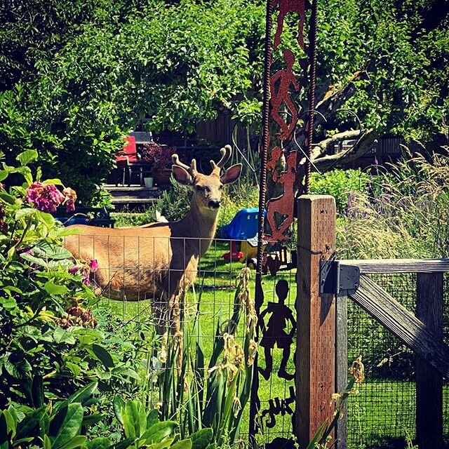 I&rsquo;ve been seeing this guy regularly in the Sunnyland neighborhood on my walks with my doggies. Has anyone else?  Glad I have a fence up around our tomato plants. He seems like a Joe...maybe Herald?  #sunnyland #urbandeer