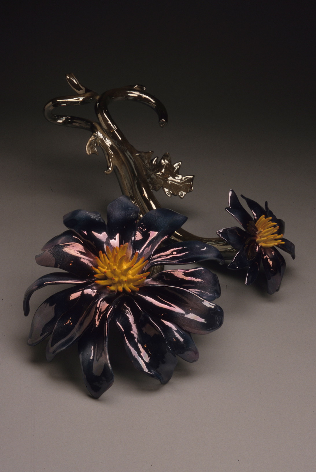 Blue Aster