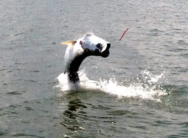 tarpon-caught-on-tube-lure.jpg