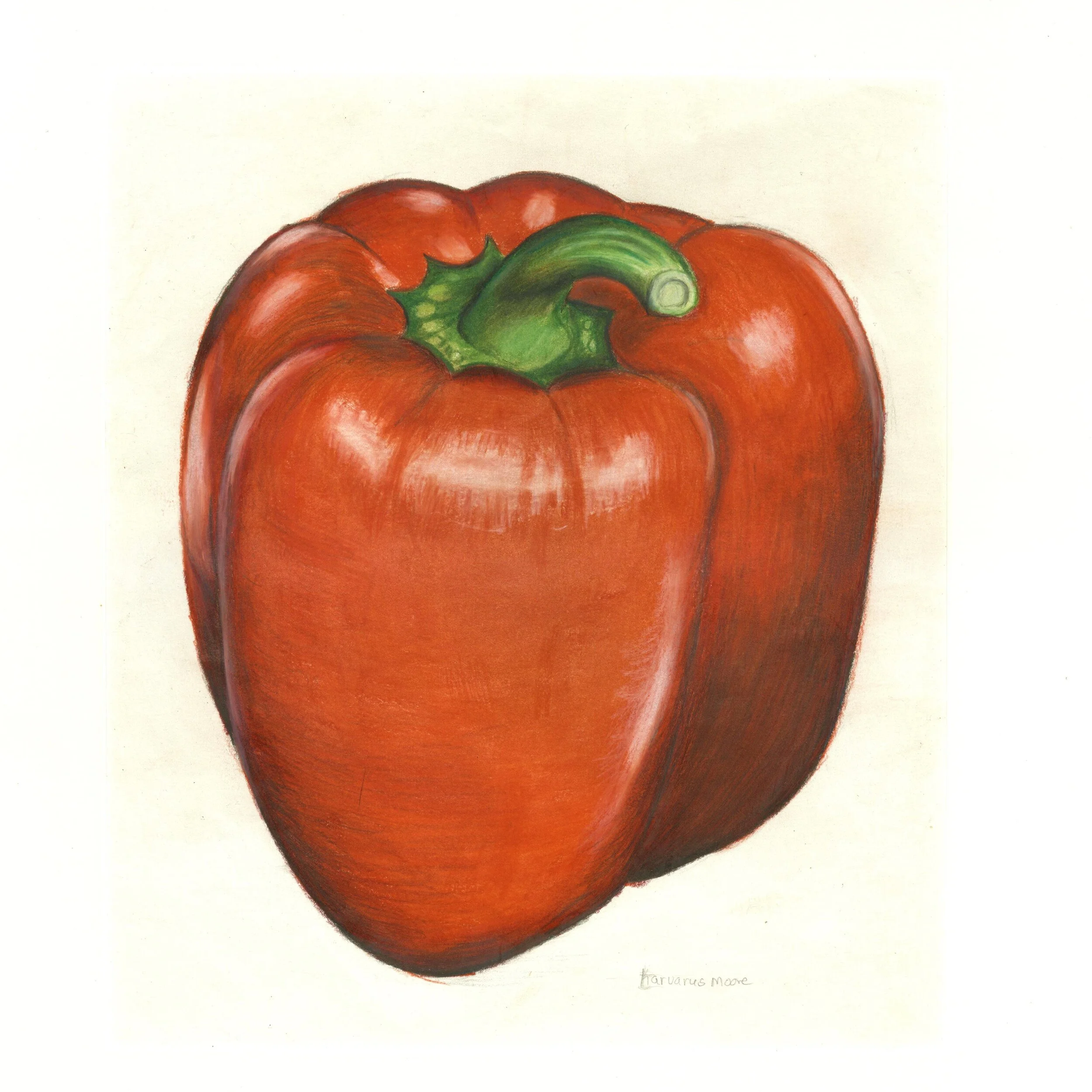 “Red Bell Pepper” 2016Colored Pencil on Paper, 14 in x 12 in