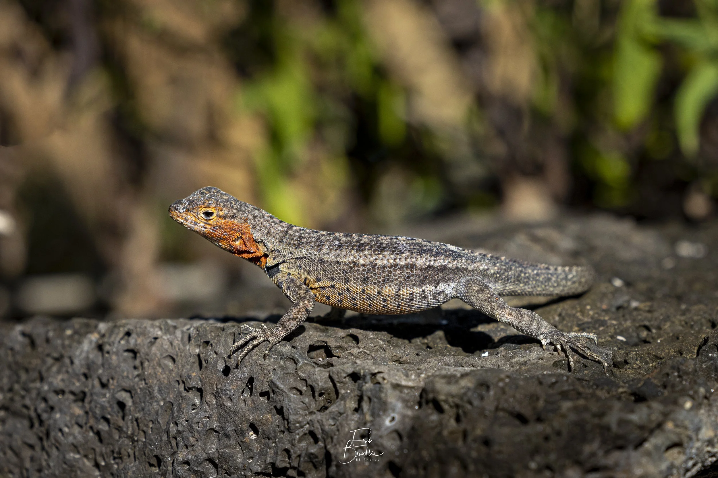 Lava Lizzard - Puerto Villamil