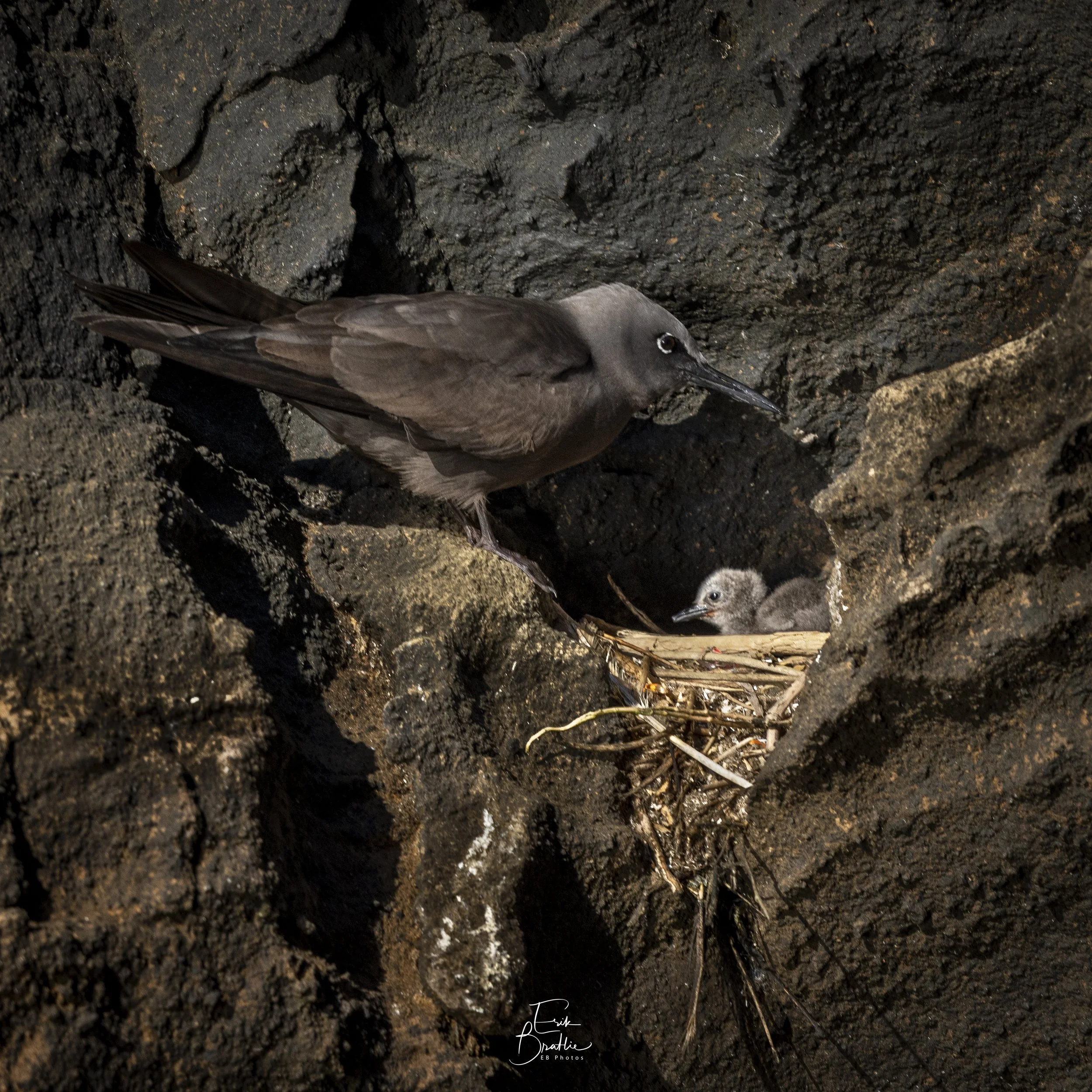 Lava Gull - Northern Isabella