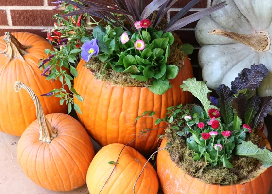 Pumpkin-Planter-Project-RV-THD-560x400.jpg