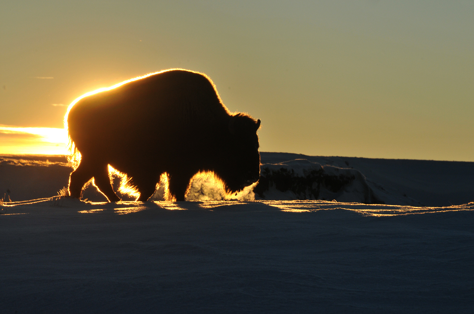 18 bison.jpg