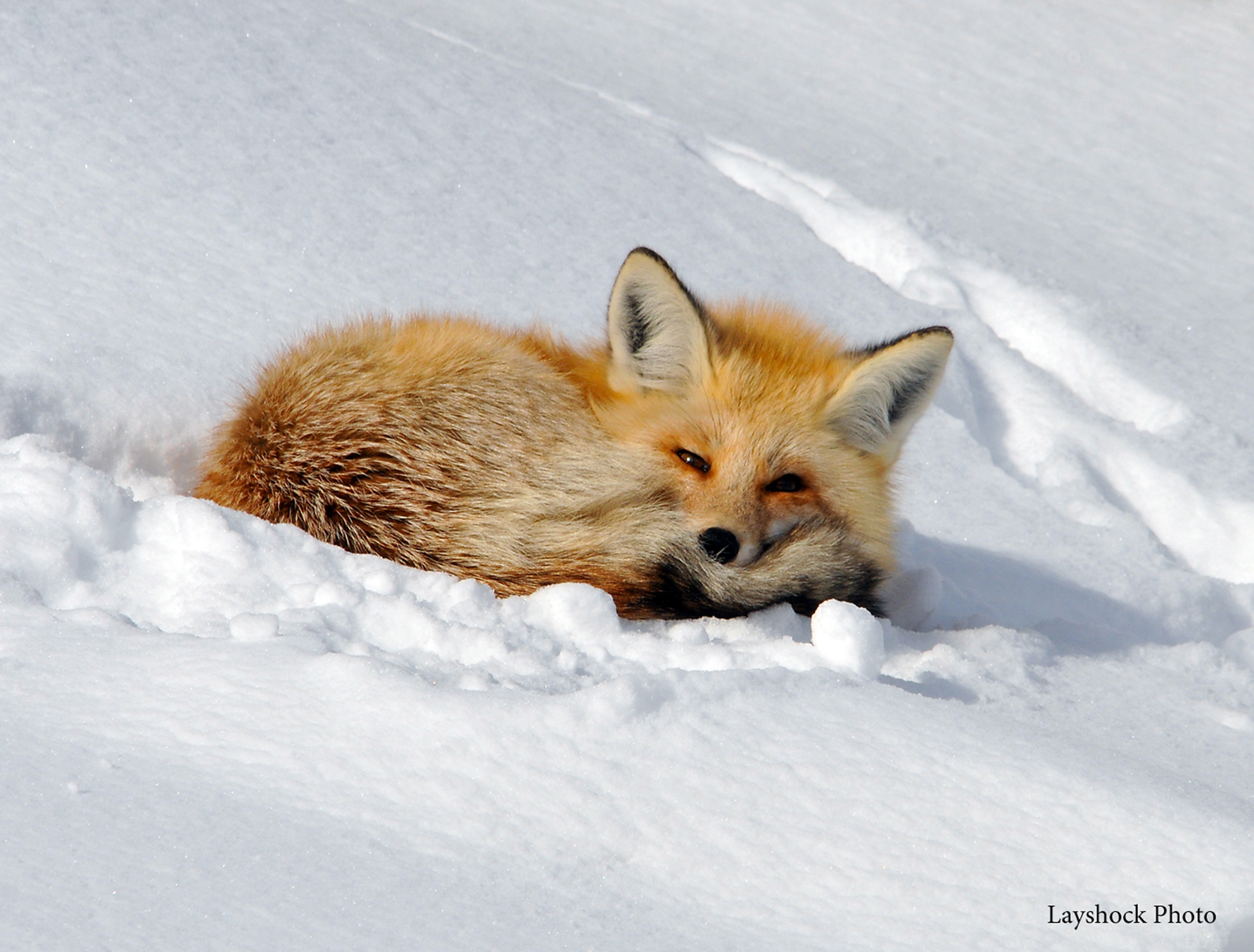 28 fox.jpg