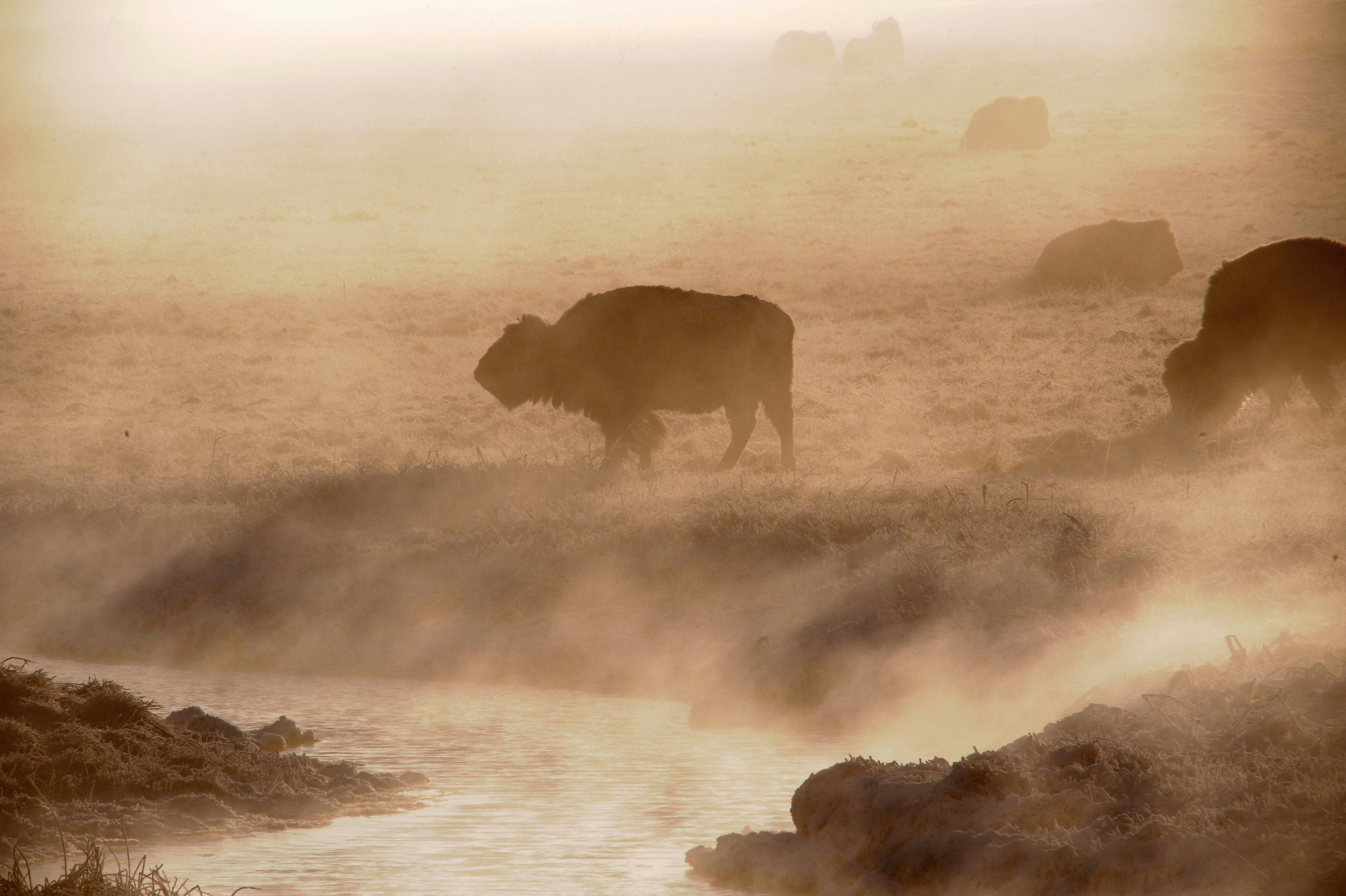bison morning mist sunrise1.jpg