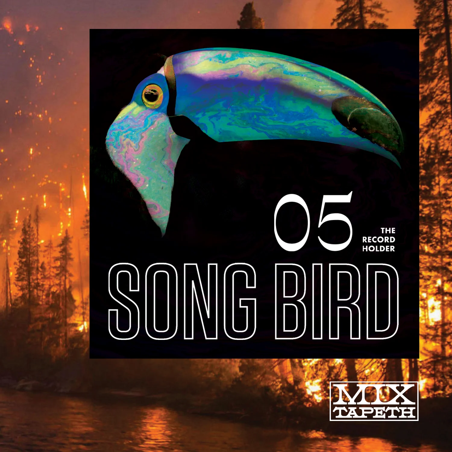 SONG_BIRD.jpg