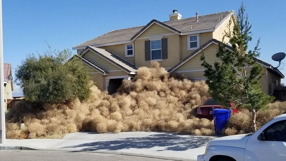 335510b9-f3a4-4587-85d2-750840169051-large16x9_tumbleweed.jpg