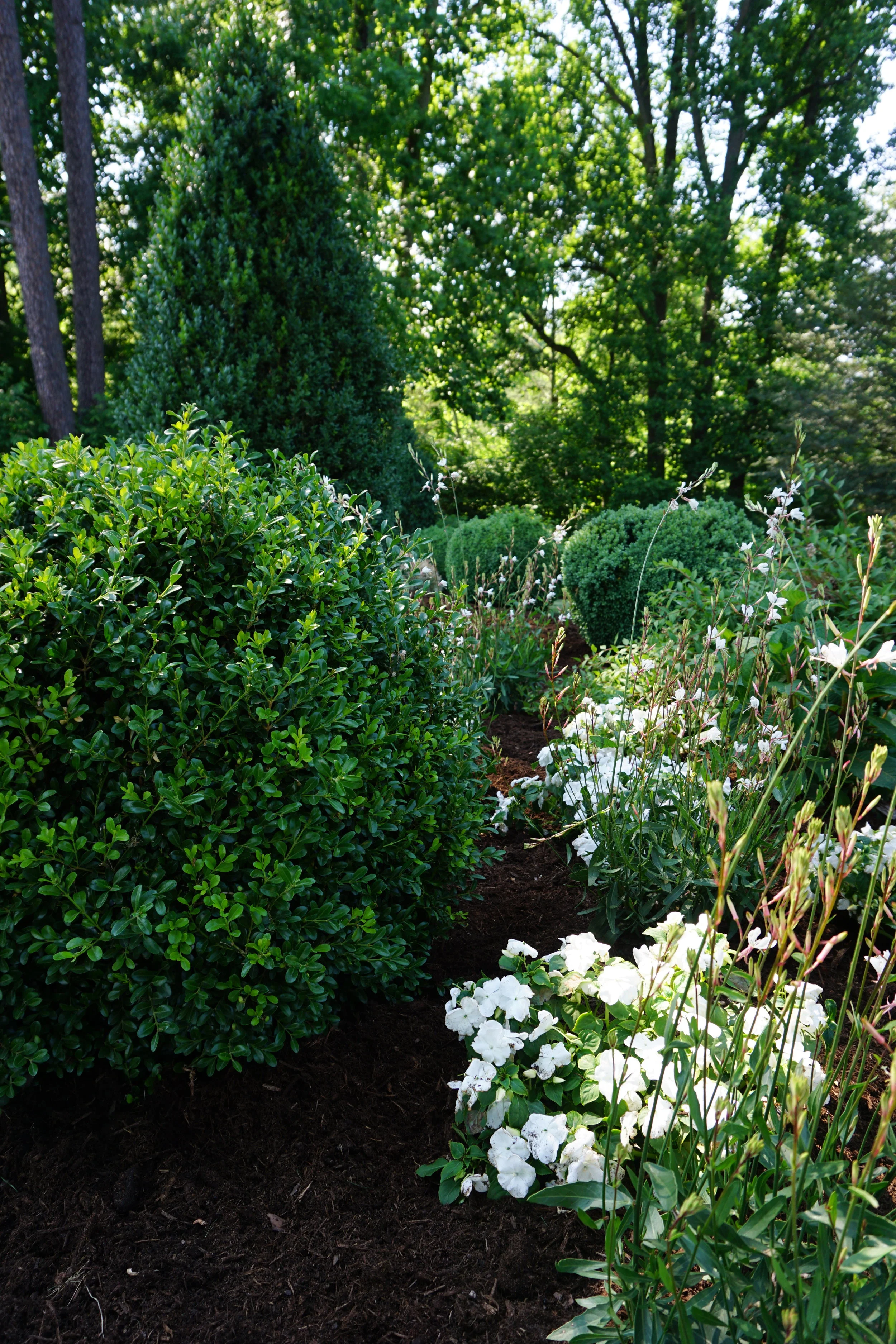 planting — Blog — NewGen™ Boxwood