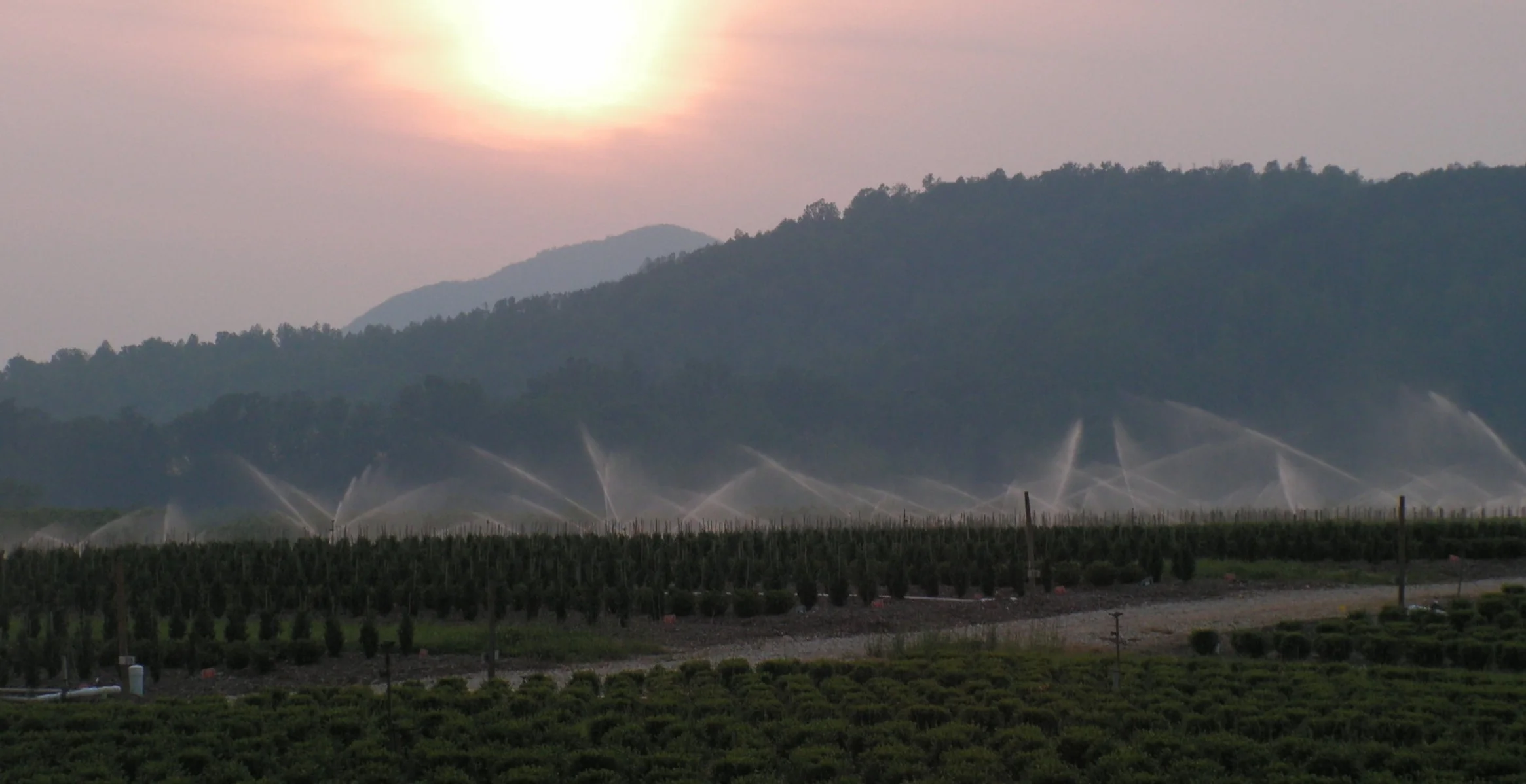 Boxwood being irrigated first thing in the morning.
