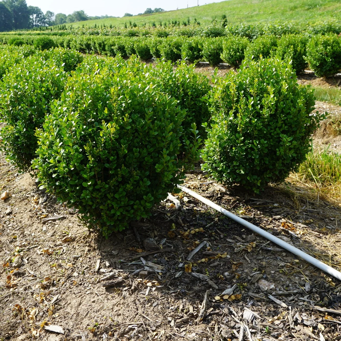 Here the drip tape sits on top of a bed of field plants.