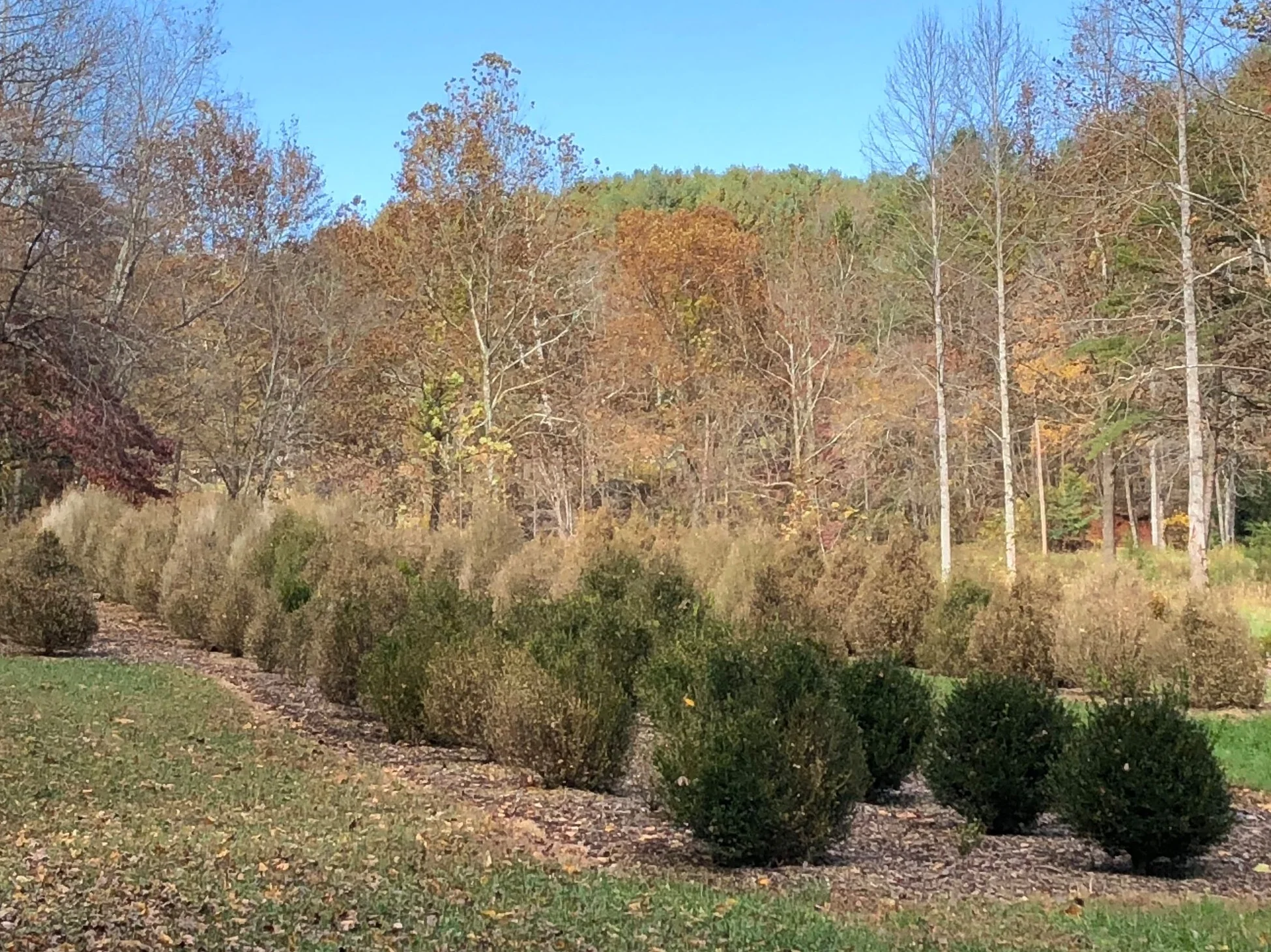 Boxwood Blight affecting a field nursery.