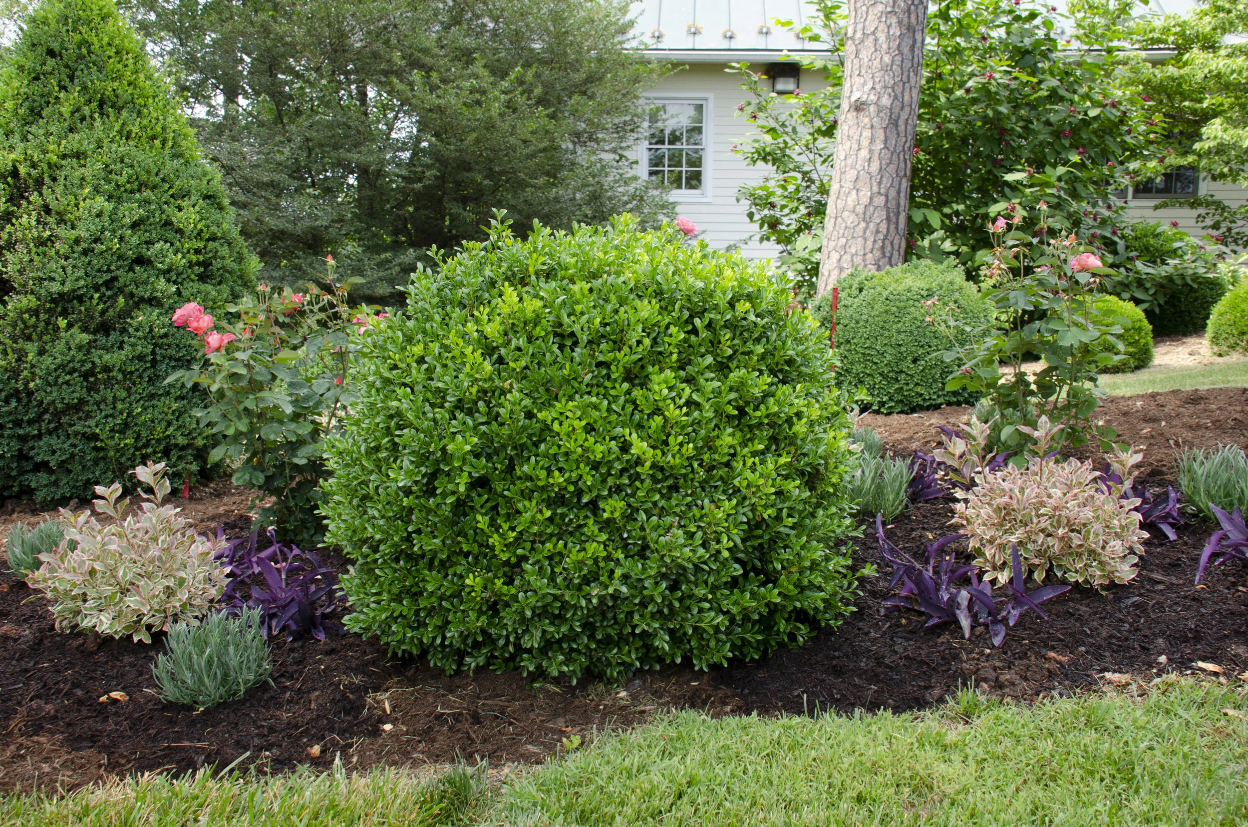 A freshly mulched bed of NewGen Independence® and perennials.